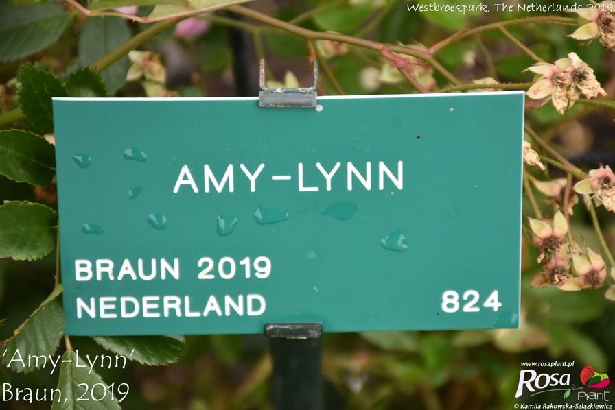 'Amy-Lynn' rose photo
