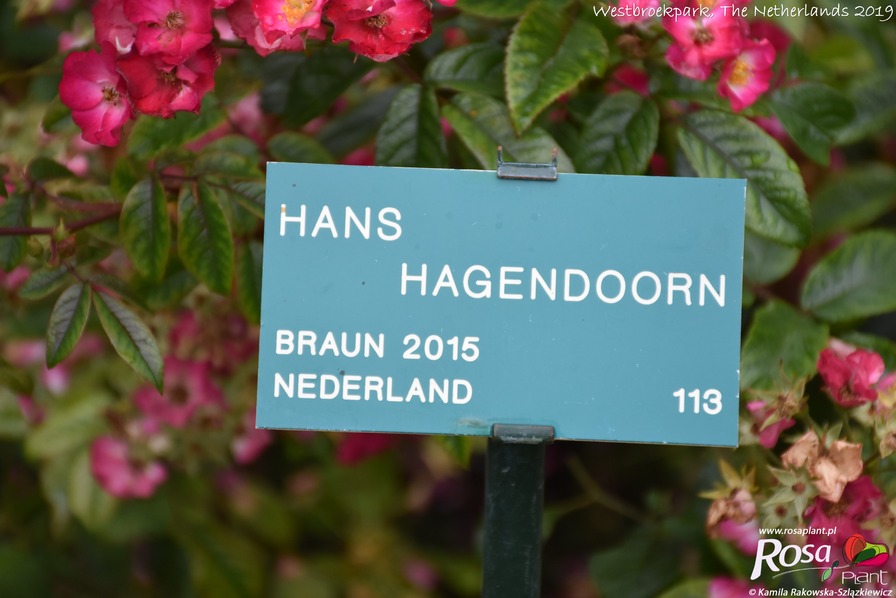 'Hans Hagendoorn' rose photo