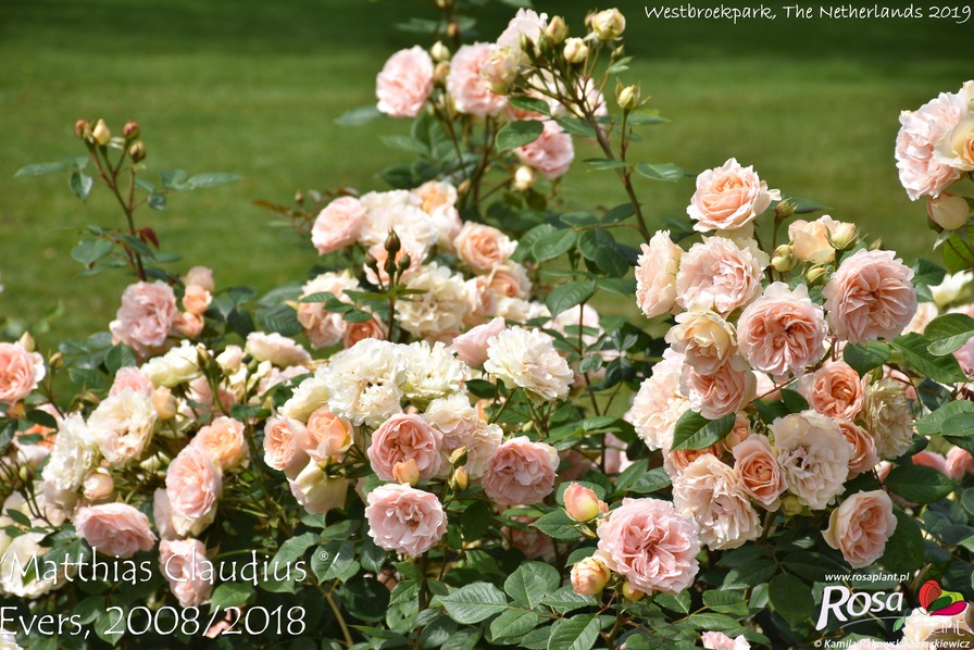 'Matthias Claudius ®' rose photo