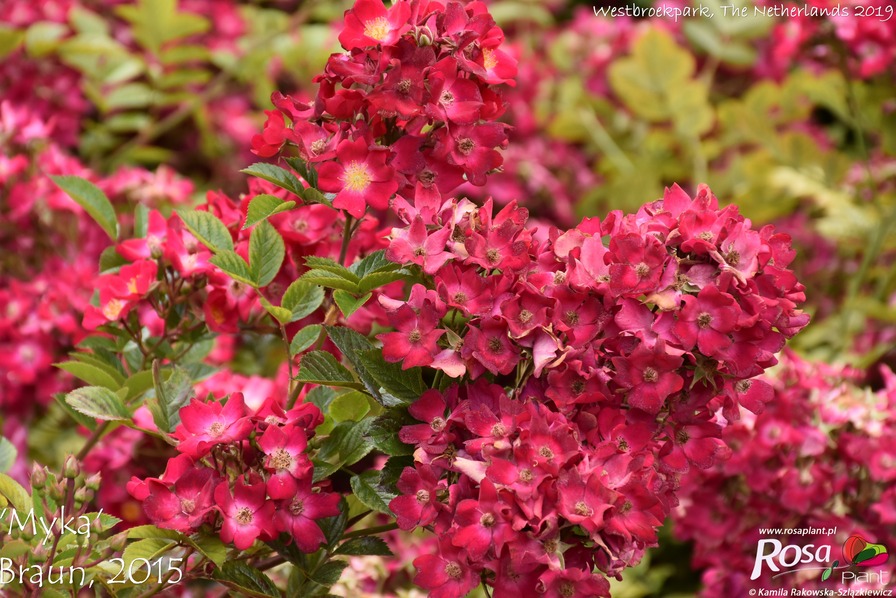 'Myka' rose photo