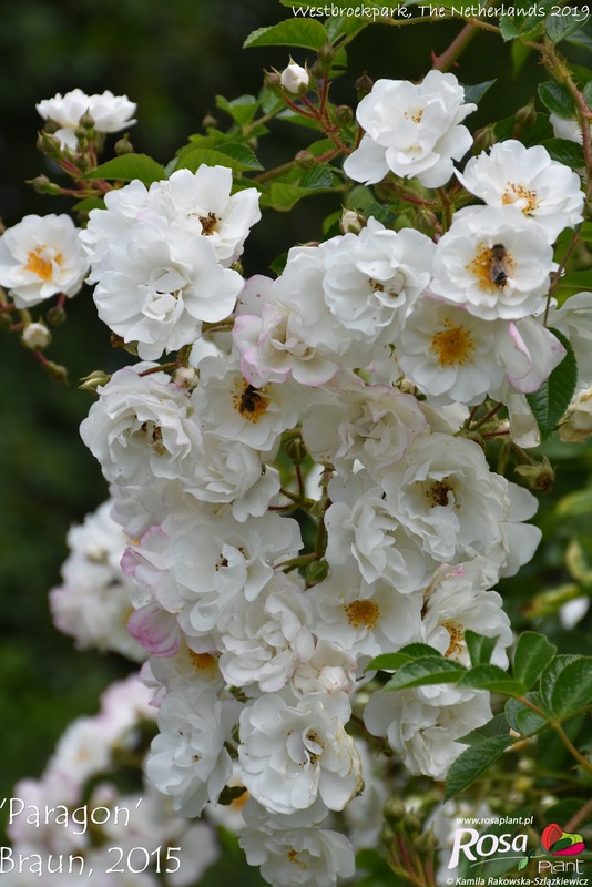 'Paragon (climber, Braun before 2015)' rose photo