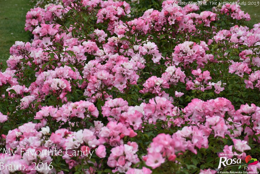 'My Favorite Candy' rose photo