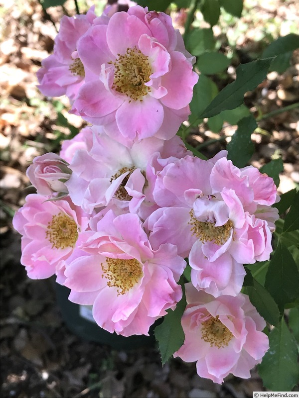 'Porcelain Rose' rose photo