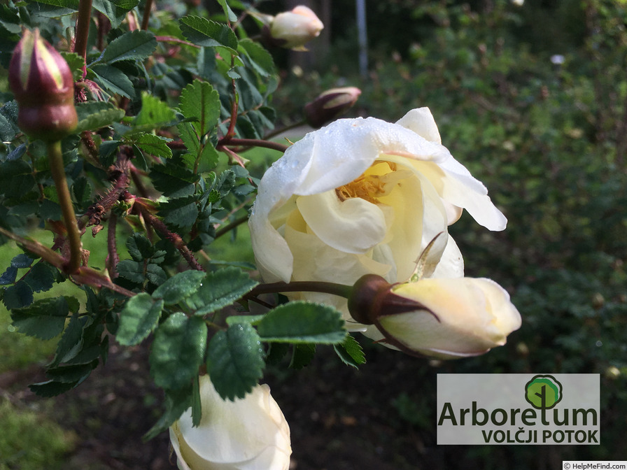 '<i>Rosa spinosissima</i> 'Plena'' rose photo