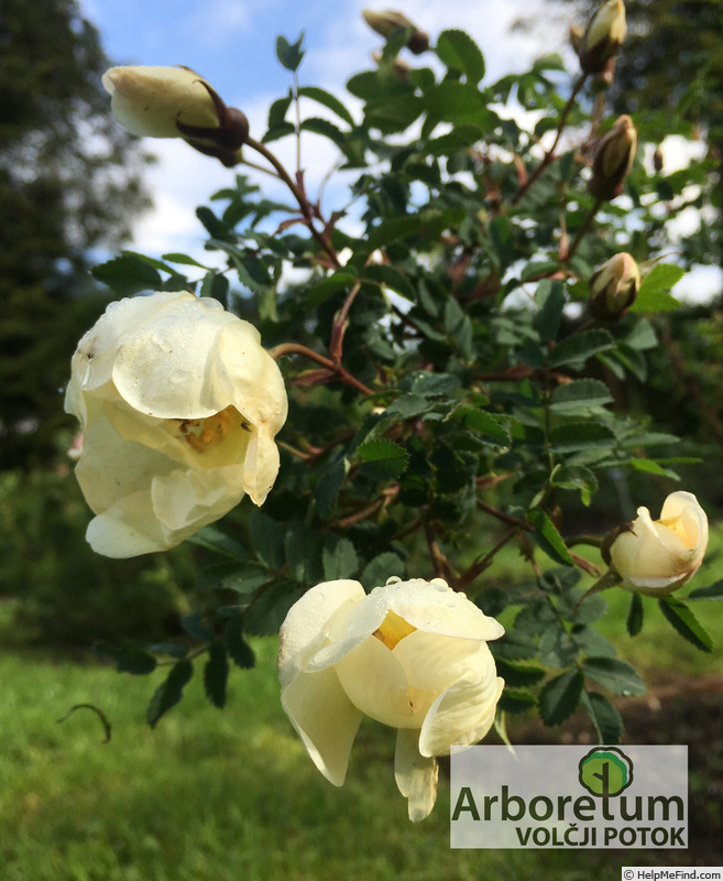 '<i>Rosa spinosissima</i> 'Plena'' rose photo
