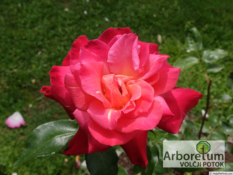 'Alena (hybrid tea, Vecera, 1975)' rose photo