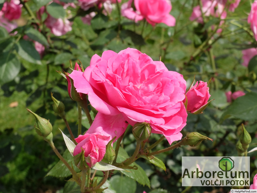 'Ulrich Brunner Fils' rose photo