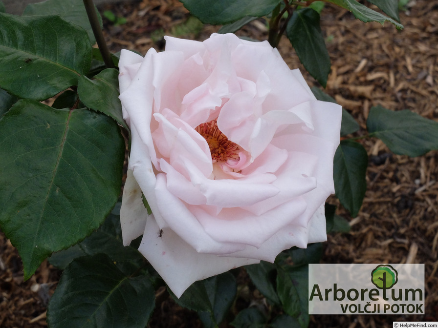 'Papa Joao XXIII' rose photo