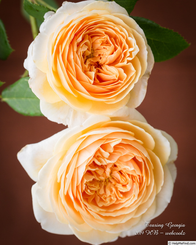 'Teasing Georgia' rose photo