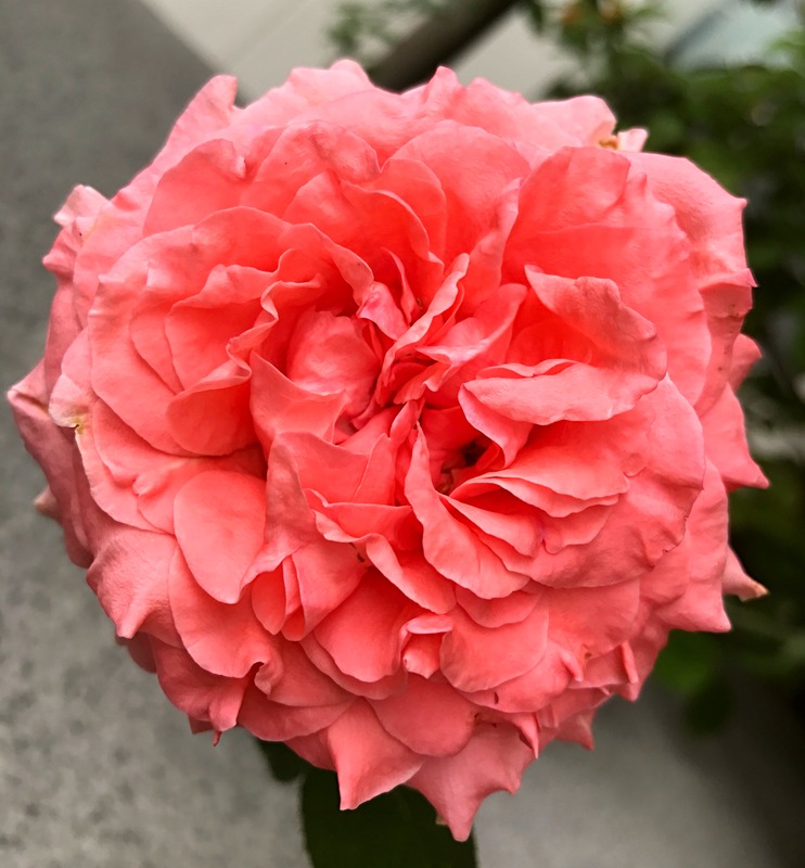 'Corail Gelée ®' rose photo