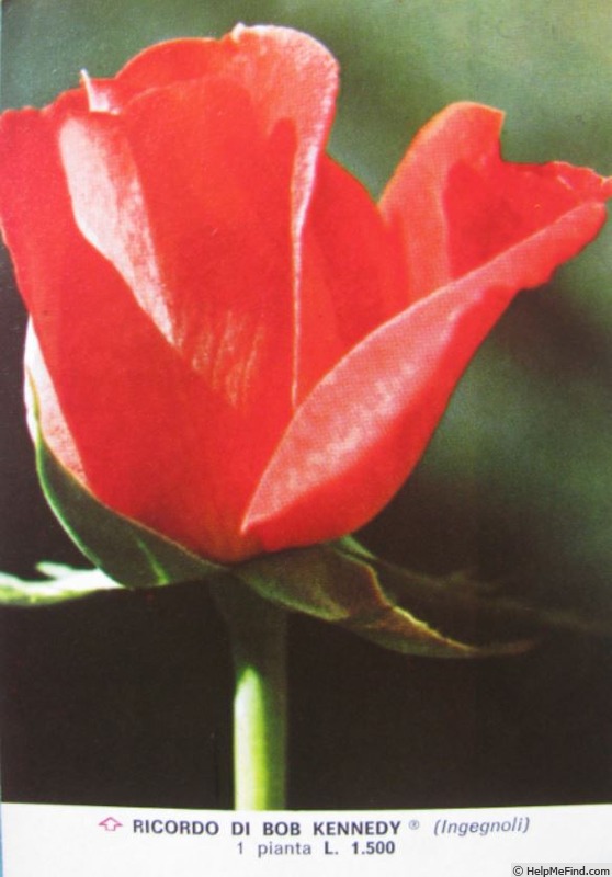 'Ricordo di Bob Kennedy' rose photo