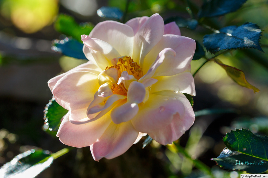'Rosengarten Mannheim' rose photo