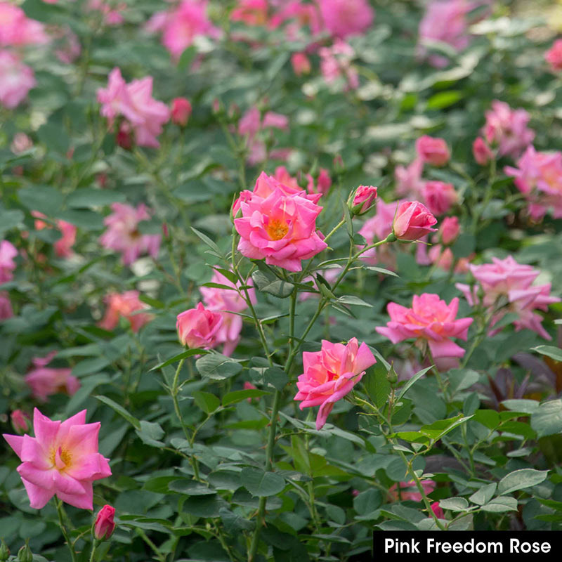 'Pink Freedom (shrub, Bédard, 2018)' rose photo