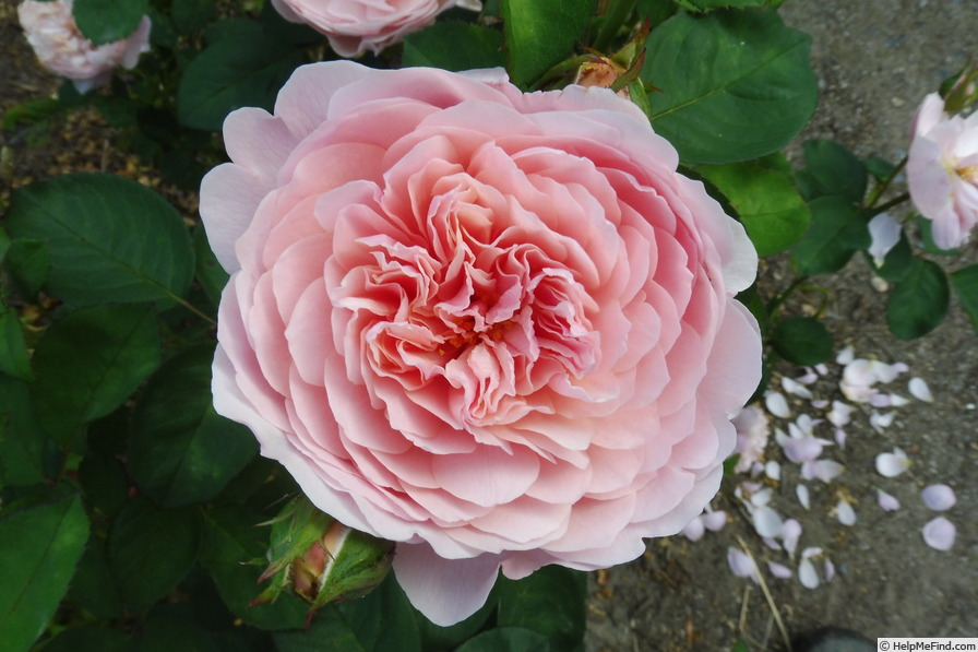 'The Alnwick Rose' rose photo