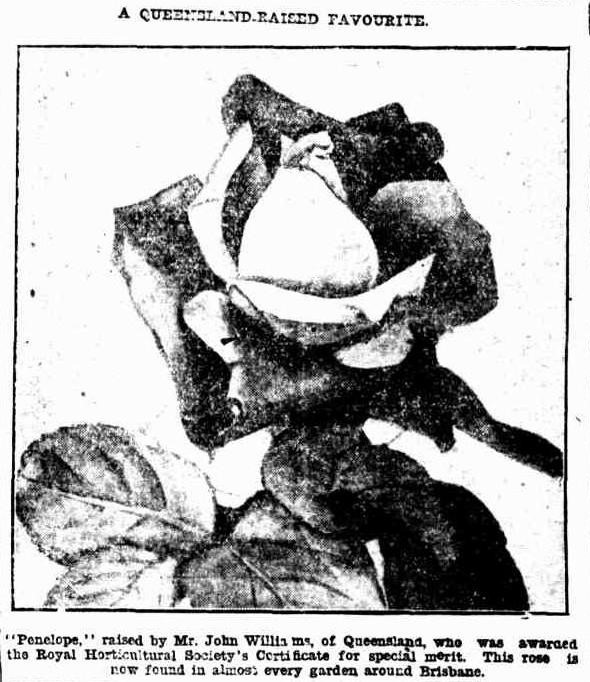 'Penelope (tea, Williams, 1906)' rose photo