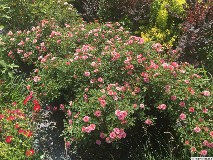 'Petit Pink' rose photo