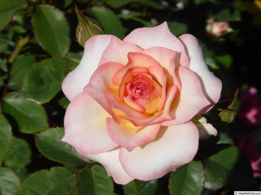 'Blushing Barbara' rose photo