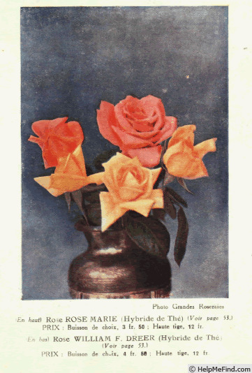 'William F. Dreer (pernetiana, Howard & Smith, 1920)' rose photo