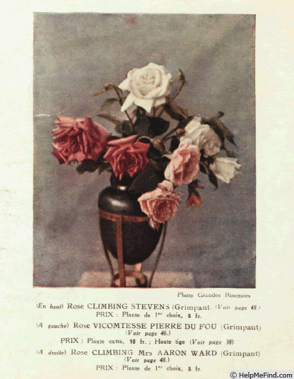 'Mrs. Aaron Ward, Cl.' rose photo