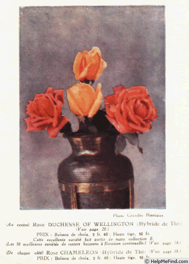 'Duchess of Wellington' rose photo