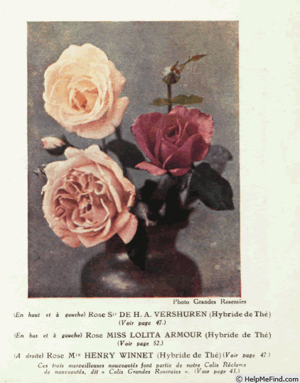 'Souvenir de H. A. Verschuren' rose photo
