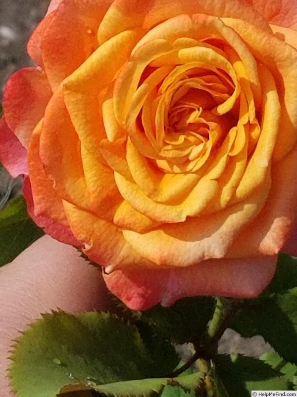 'Crazy Love (shrub Kordes pre 2013)' rose photo