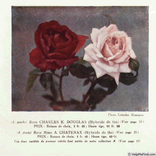 'Charles K. Douglas' rose photo