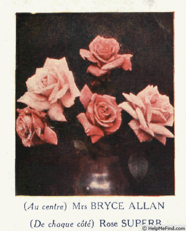 'Superb (hybrid tea, Evans, 1924)' rose photo
