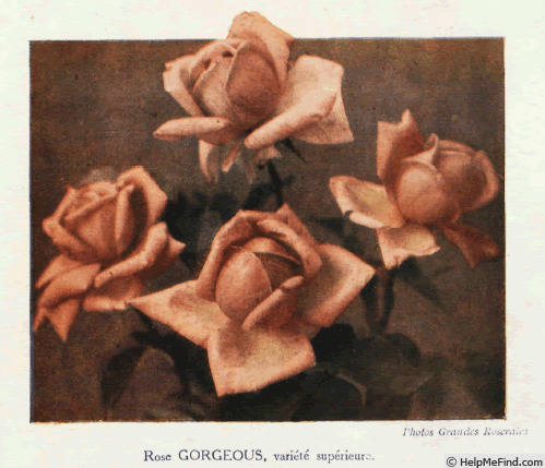 'Gorgeous (hybrid tea, Dickson, 1915)' rose photo