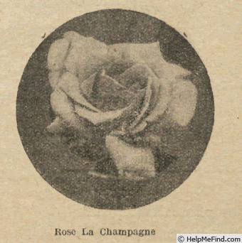 'La Champagne' rose photo