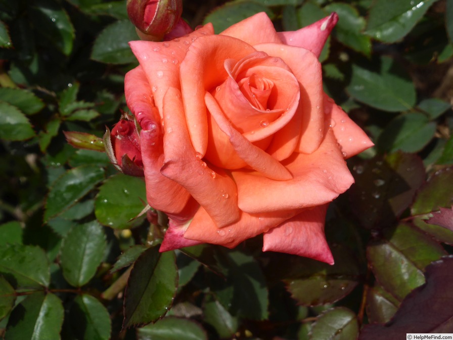 'Tara's Rose' rose photo