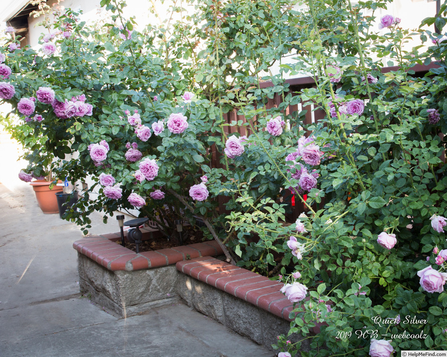 'Quick Silver (climber, Kordes 2004)' rose photo