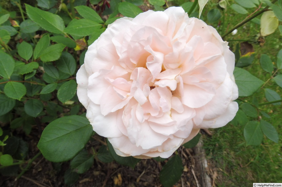 'Matthias Claudius ®' rose photo