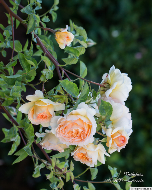 'Bathsheba' rose photo