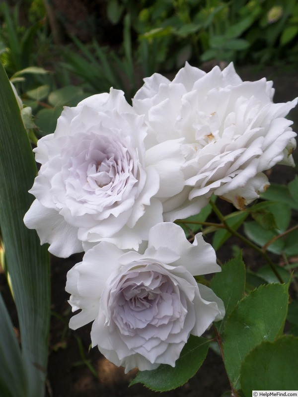 'Gabriel (shrub, Kawamoto, 2008)' rose photo