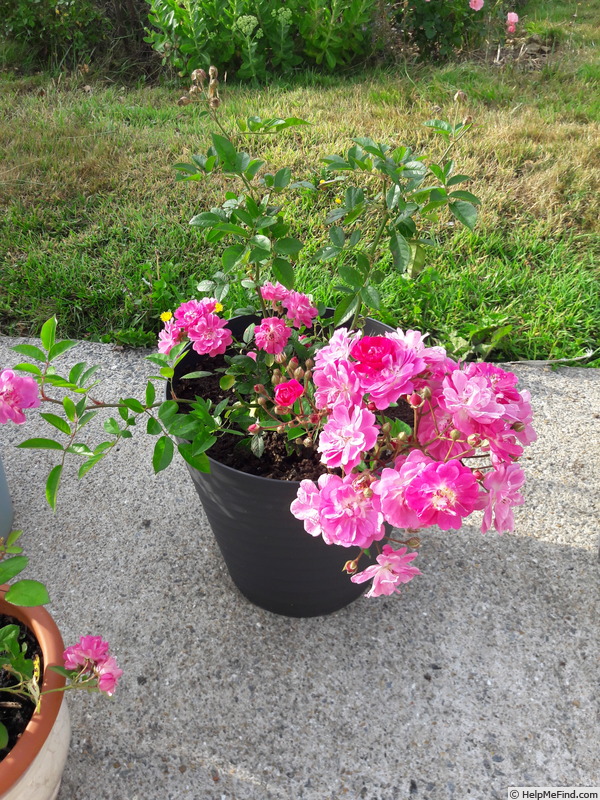 'Csinszka' rose, click to enlarge 'Csinszka' rose photo