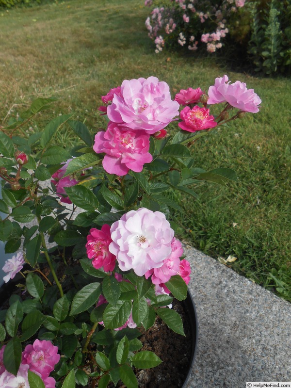 'Csinszka' rose photo