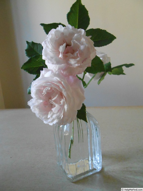 'Madame Alfred de Rougemont' rose, click to enlarge 'Madame Alfred de Rougemont' rose photo