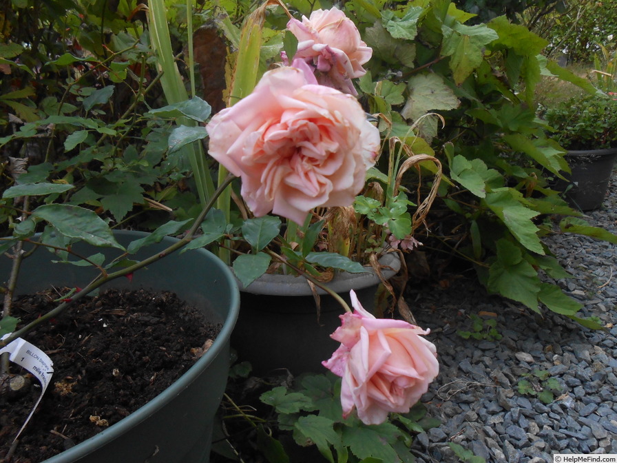 'Mademoiselle Francisca Krüger' rose photo