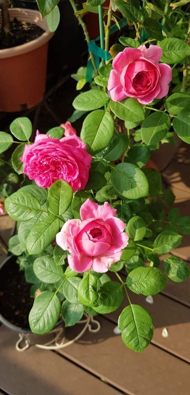 'Lady of Megginch' rose photo