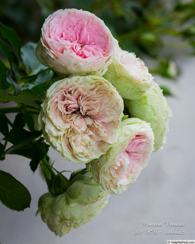 'Pompon Veranda ®' rose photo