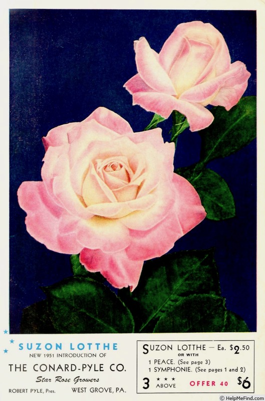 'Suzon Lotthé' rose photo