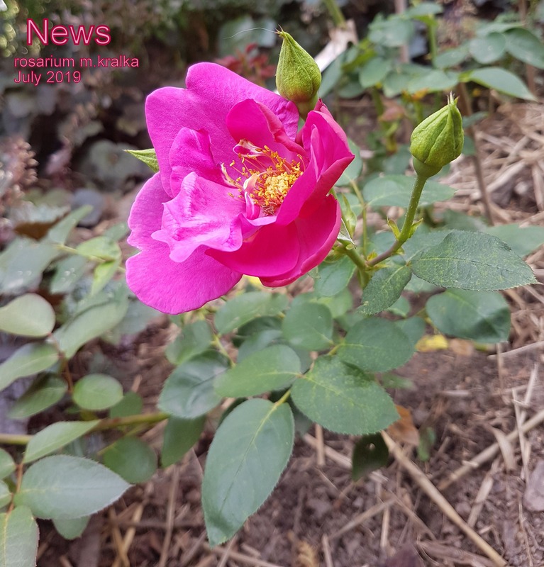 'News ®' rose photo