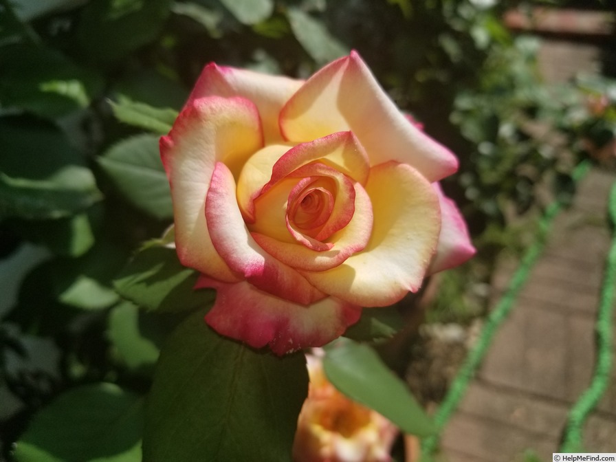 'Dream Come True ™ (grandiflora, Pottschmidt, 2006)' rose photo