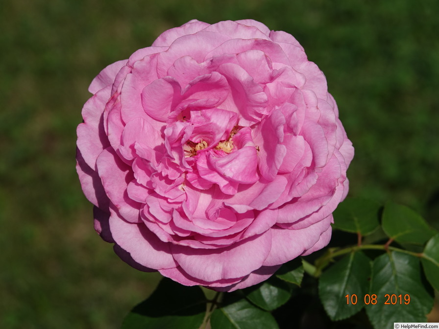 'Yves Piaget ®' rose photo