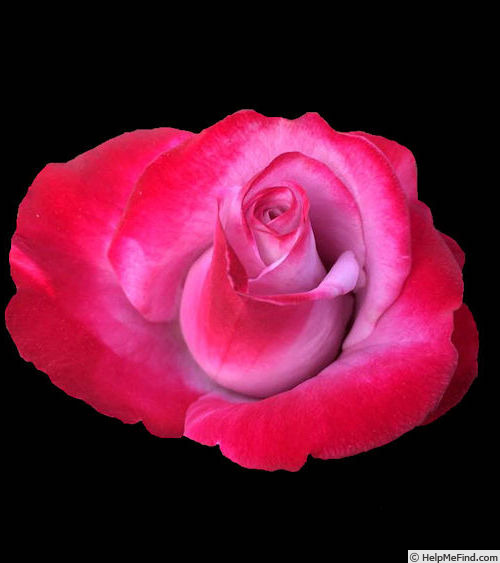 'Brenna Bosch' rose photo