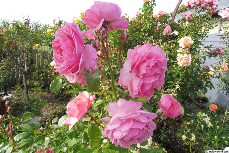 'Kölner Flora ®' rose photo