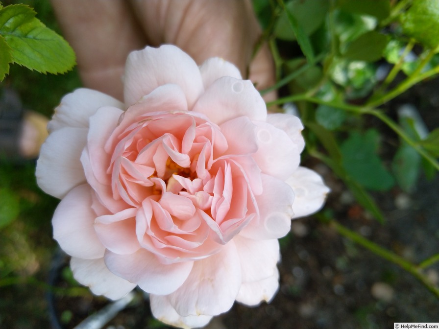 '18 Westerland OP 12' rose photo