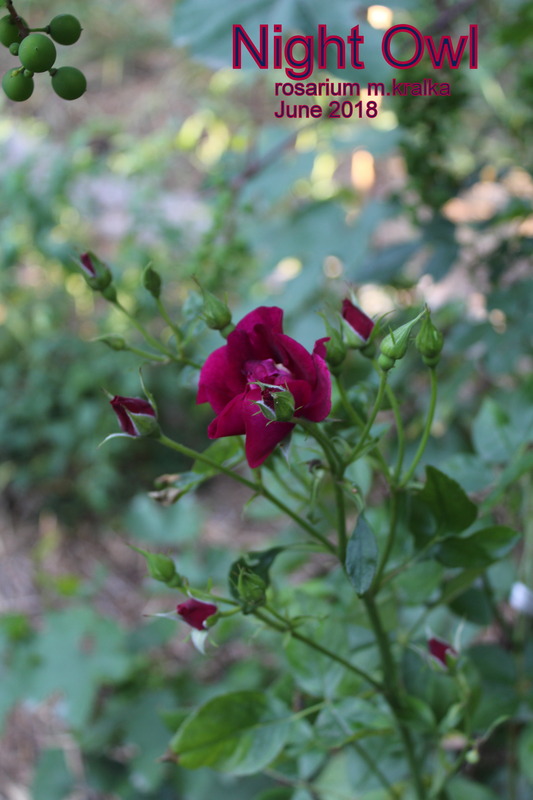 'Night Owl ™' rose photo
