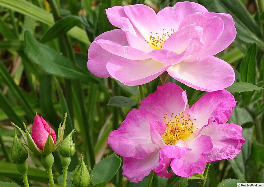 'Escapade ® (Floribunda, Harkness, 1962)' rose photo